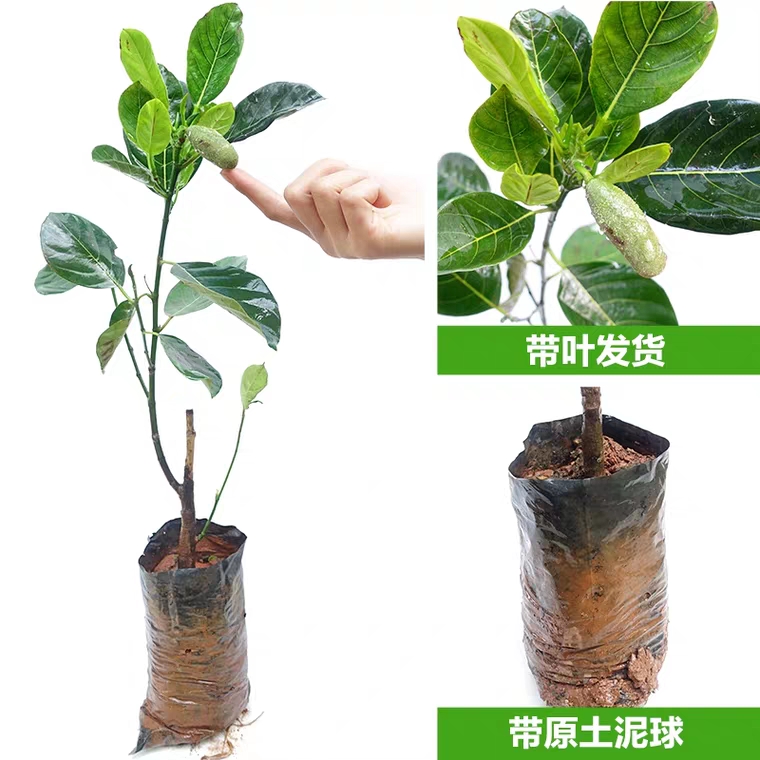  菠萝蜜苗南方北方种植四季菠萝蜜树苗马来西亚1号木菠萝当年结果