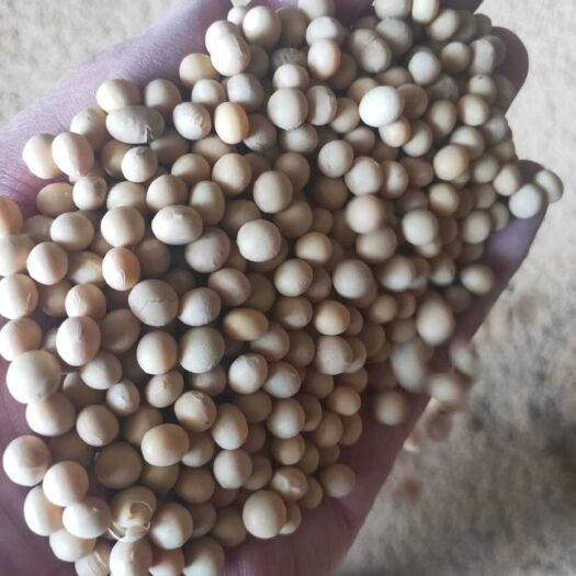 伊宁县黄大豆 新疆大颗粒黄豆