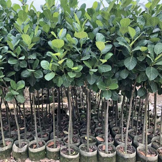 普宁市 菠萝蜜苗南方北方种植四季菠萝蜜树苗马来西亚1号木菠萝当年结果