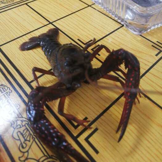 宝应县青壳小龙虾 中红4-6钱