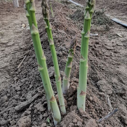 汝州市 新鲜有机酵素生态种植芦笋