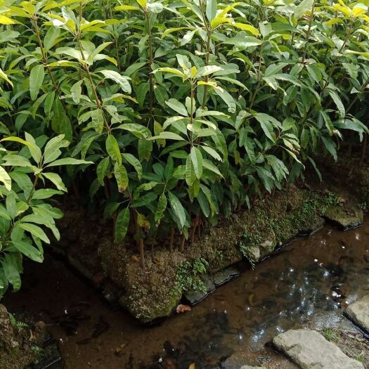 普宁市芒果直生苗（实生苗） 芒果实生小杯苗