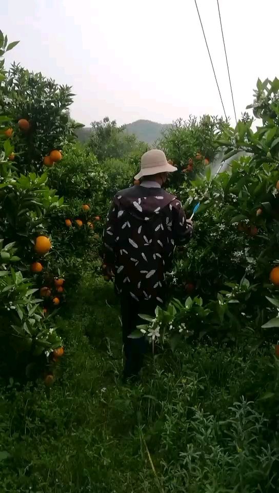  夏橙