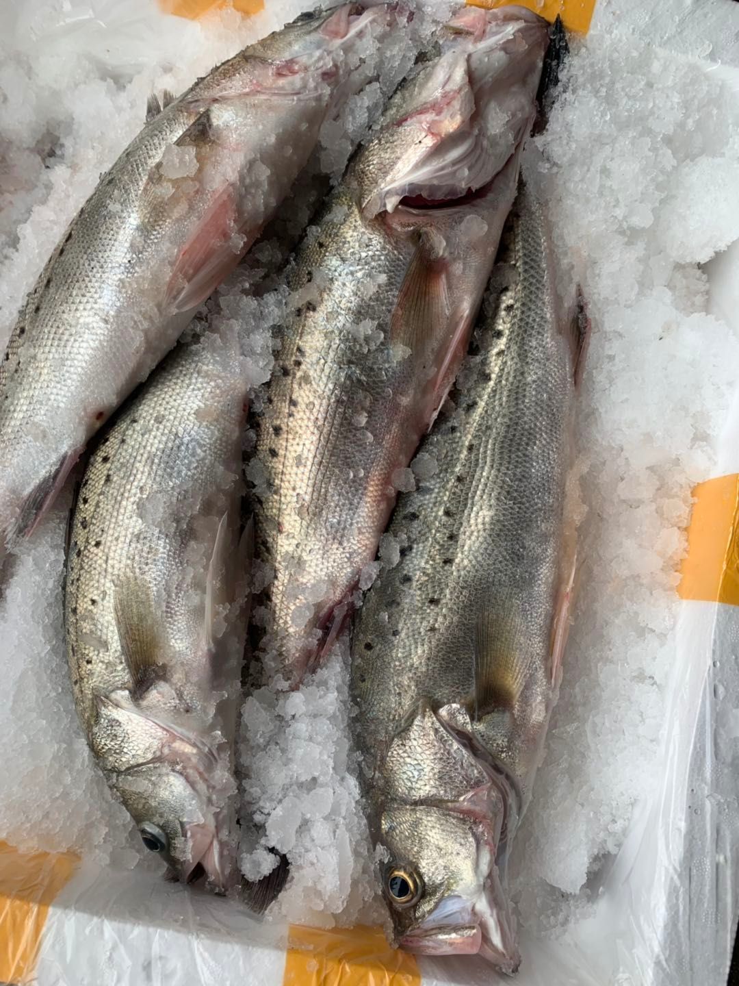 海鲈鱼 人工养殖 2.5-3公斤