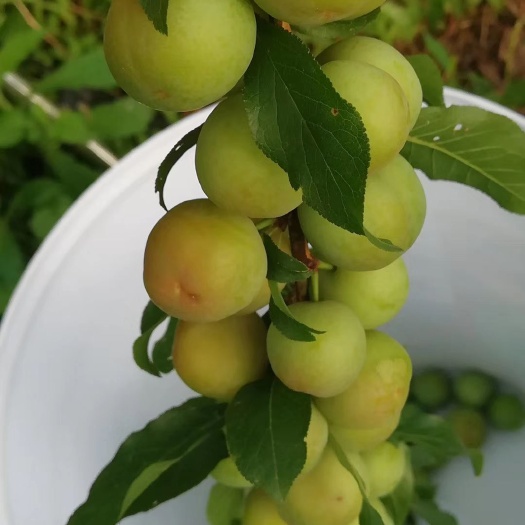 信宜市珍珠李 新鲜，靓果多，口感好