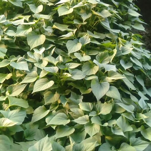 扶沟县西瓜红红薯苗  大量供应红薯苗，龙九 西瓜红 商薯19 紫罗兰 烟薯25等等