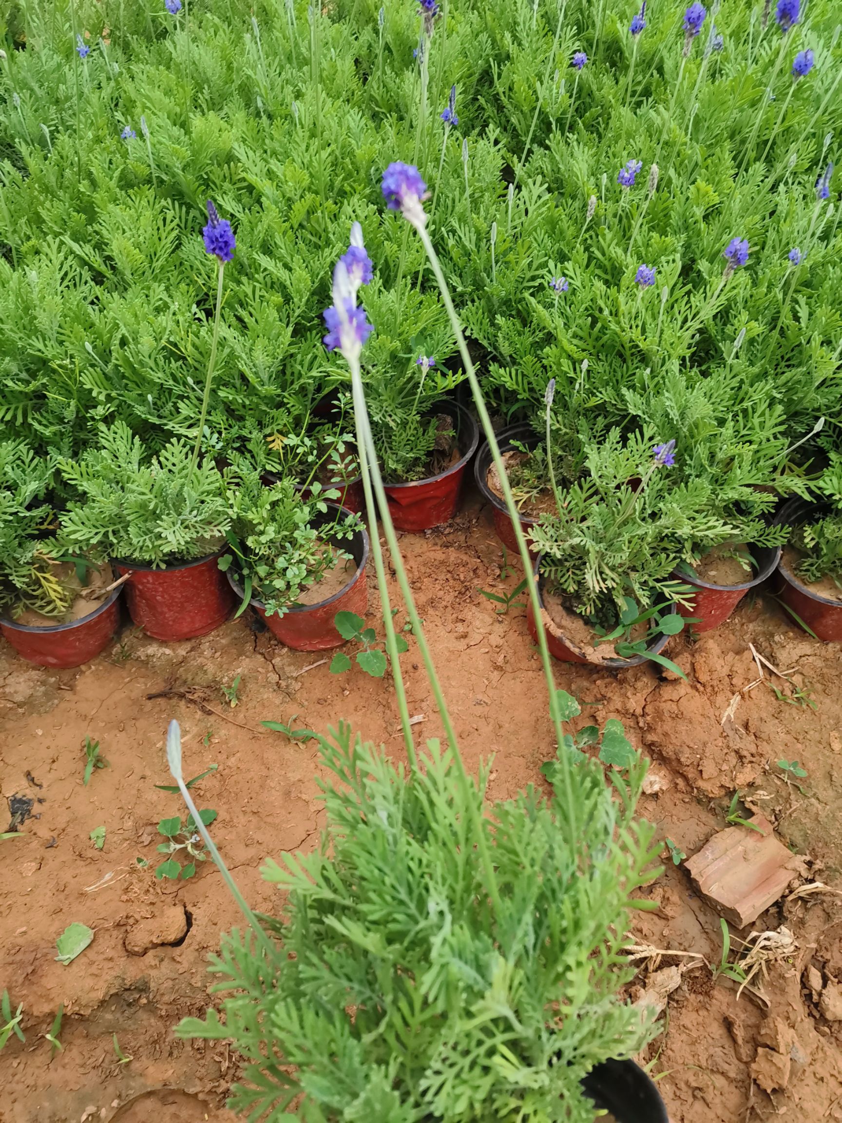 羽叶薰衣草 薰衣草 盆景花卉