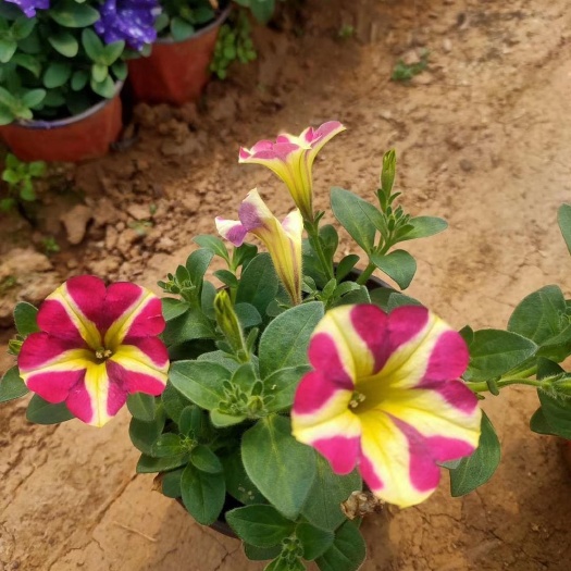 青州市五彩牵牛 牵牛花 观花植物 节庆组摆花卉