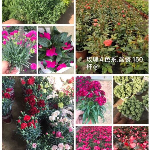 成都花土