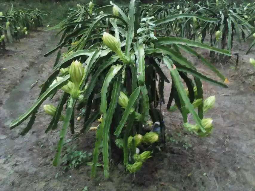 霸王花 经历了15年种植经验的推广