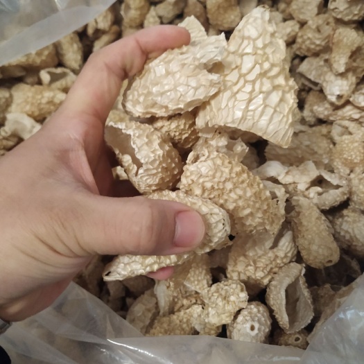 织金县织金竹荪  贵州竹荪帽冬荪毛肚产地直邮产地一手货源批发