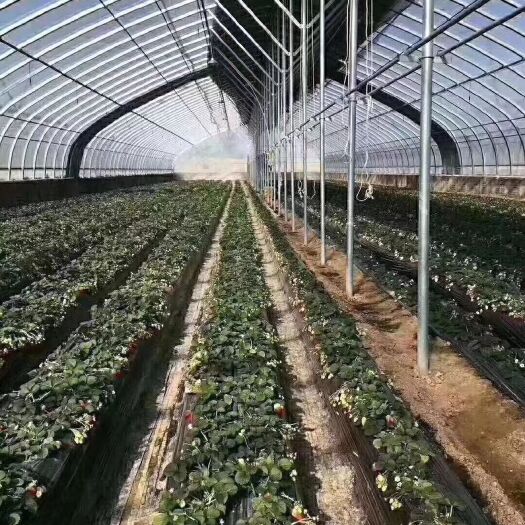 德清县单体棚 厂家直销，蔬菜瓜果大棚