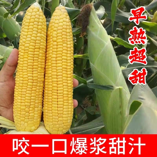 寿光市 中农甜488牛奶香超甜水果玉米种子冰糖脆糯四季春种籽非转基