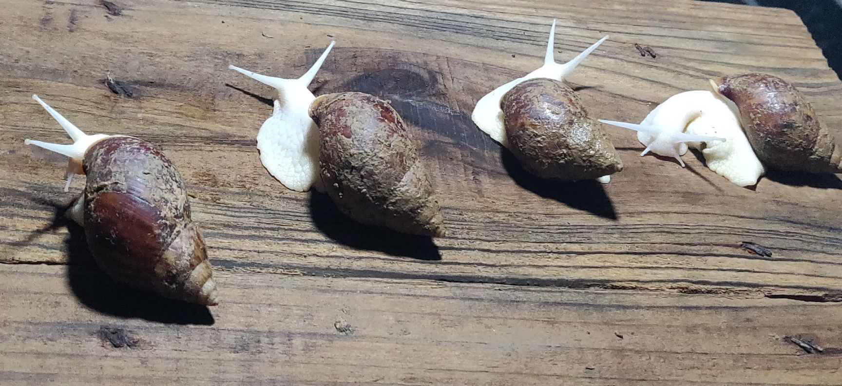 白玉蜗牛 高规格商品牛