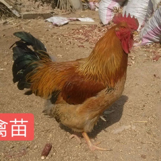 南宁 肉鸡   鸡苗  k9