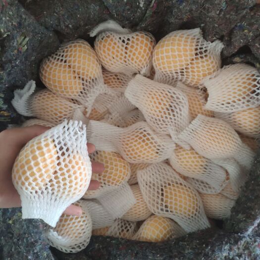 云霄县 大钟枇杷，贵妃枇杷。大量采购