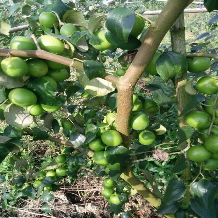  大青枣树苗贵妃蜜枣脆甜牛奶苹果蜜丝枣树苗南方北方种植果树