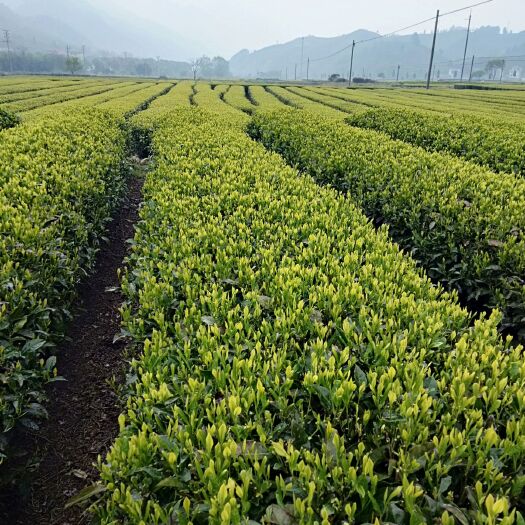 遂昌县桃源茶叶 享誉满天下的遂昌香茶，产自绿水青山的江南茶乡，口感香醇。