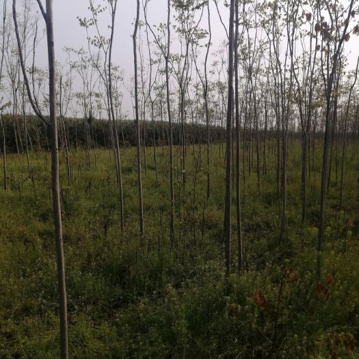 南阳北栾树 北栾基地直供，一手货源无中介，量大从优