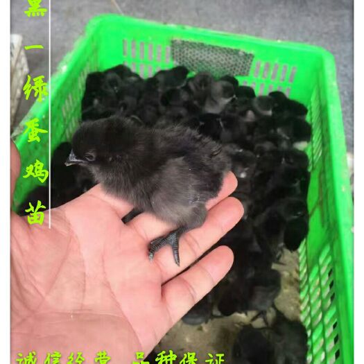 广州纯种五黑鸡苗-绿壳鸡苗 包运输风险。包做疫苗