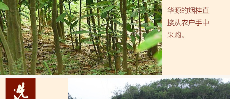 肇庆 深山肉桂