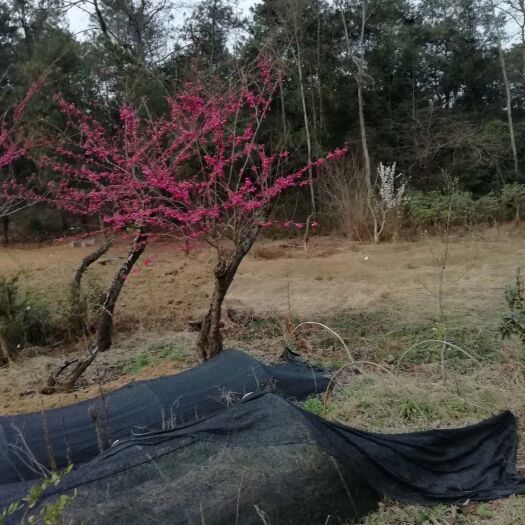赫章县 梅花，嫁接红梅，树桩嫁接