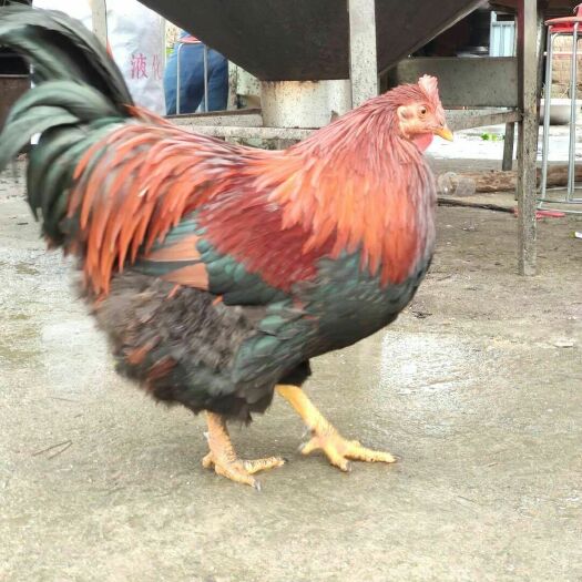 南宁 清远麻鸡苗，皮肉紧实，营养价值高，易管理，经济价值。