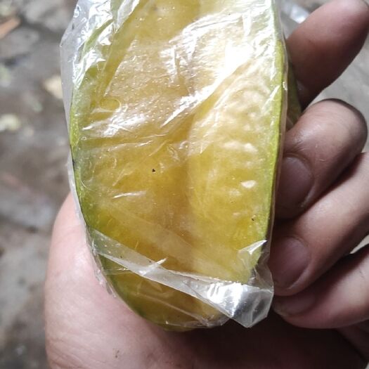 漳浦县小果甜杨桃