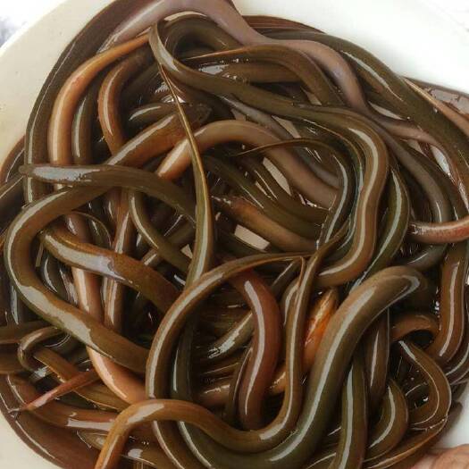 恩平市 大量供应黄鳝苗