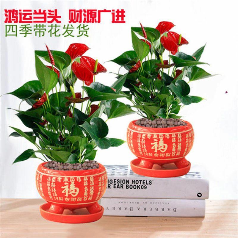  【带花发货】盆栽花卉红掌粉掌白掌花室内水培花卉盆栽植物绿植