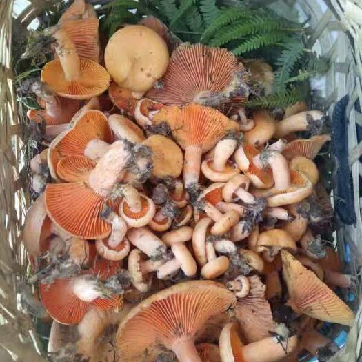 贵定县新鲜天然食用菌，紫花菌