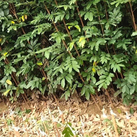 普通龙眼苗，石硖龙眼苗，四季龙眼苗
