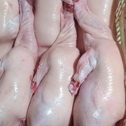 如皋市白条鸭 新鲜