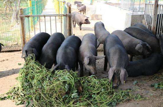 土猪肉 常年出售生猪，有大量收猪的联系我，