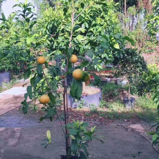 灵山县水晶梨苗 水晶蜜桃苗