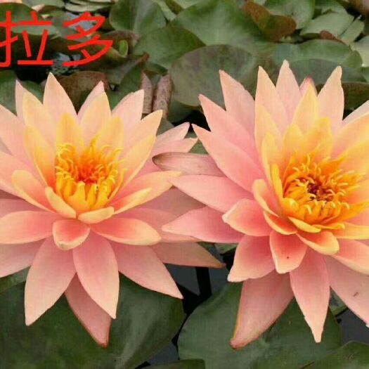 安新县荷花盆栽 荷花苗