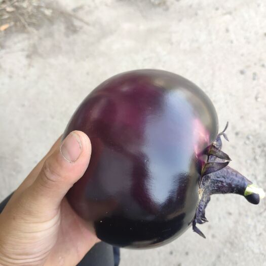 圆茄 茄子 紫光圆茄 半斤以上，大棚种植，万亩产地一手货源