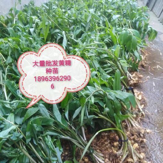 赤壁市黄精种苗  多花姜型倒苗甜