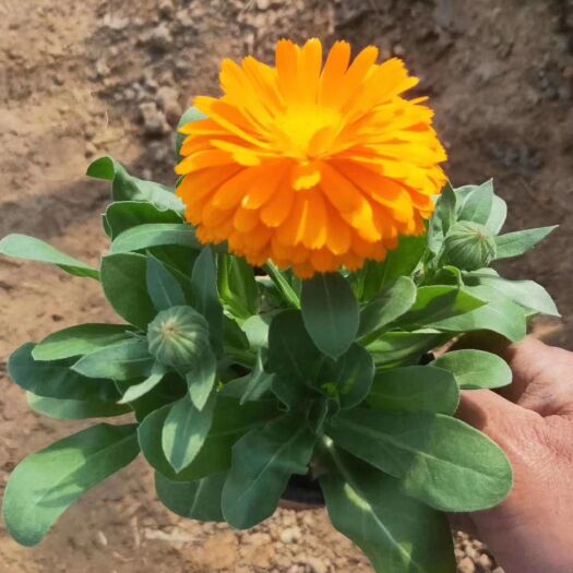 青州市金盏菊