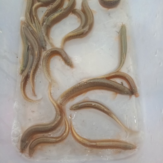  泥鳅 大 中  小批发零售