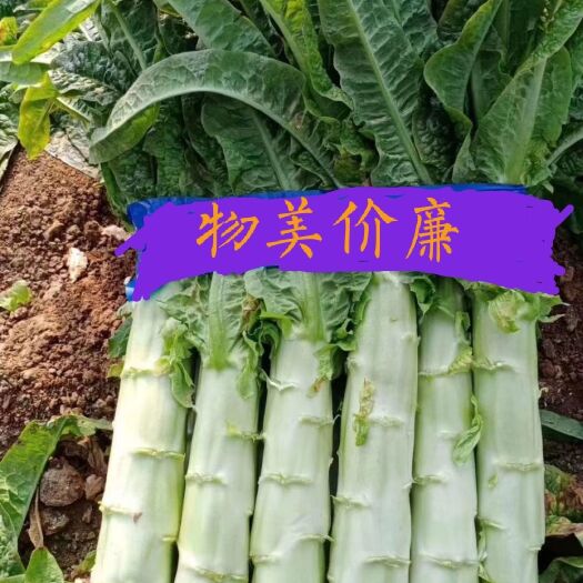 当阳市精品红叶莴笋40cm-50cm1.5-2.0支持再线看货