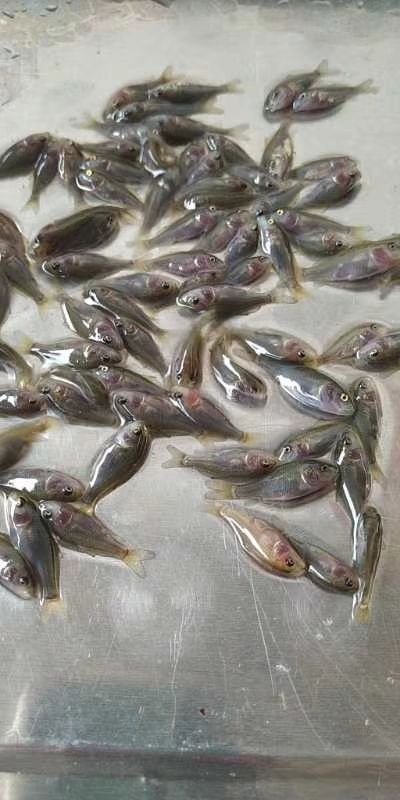南宁 南宁水产良种鱼苗场长期供应各种淡水养殖优良品种鱼苗，欢迎选购