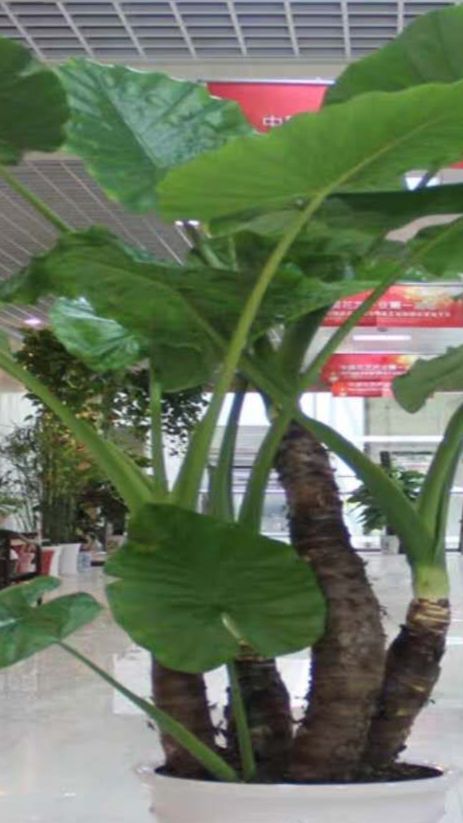 灵山县滴水观音盆栽 阳台庭院、办公室、大厅、公园花园、都可以盆栽种植