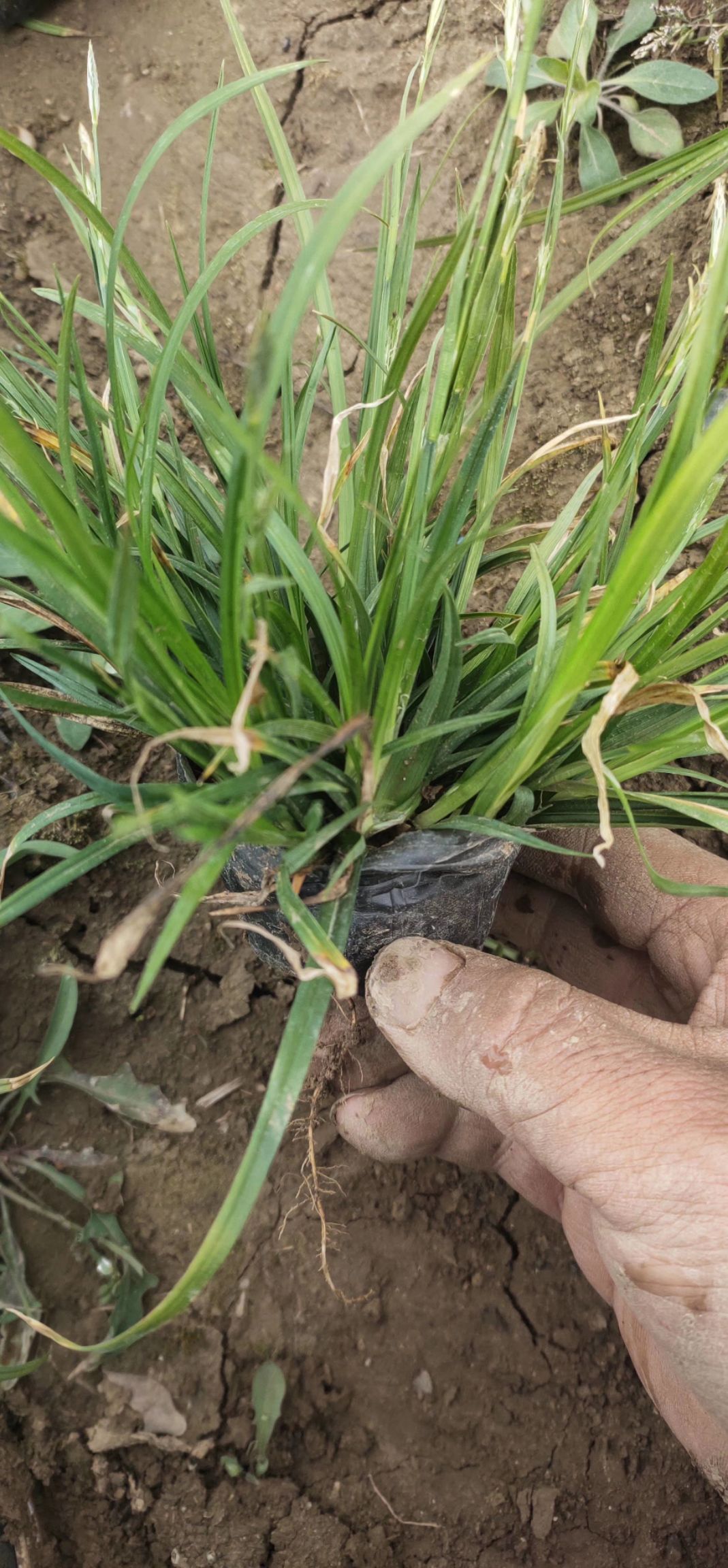 崂峪苔草