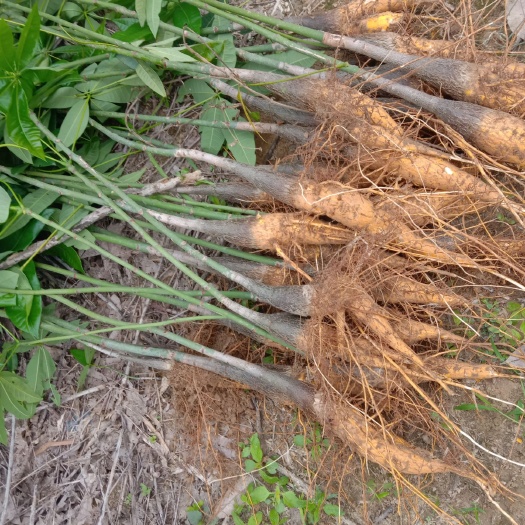 开平市发财靓树