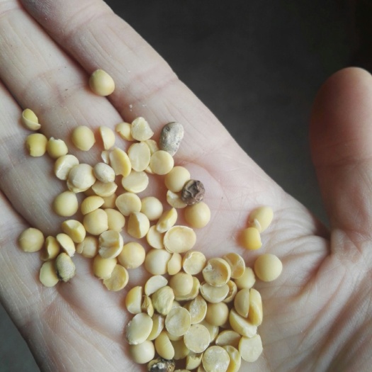 秦皇岛黄豆瓣 生大豆 4等品