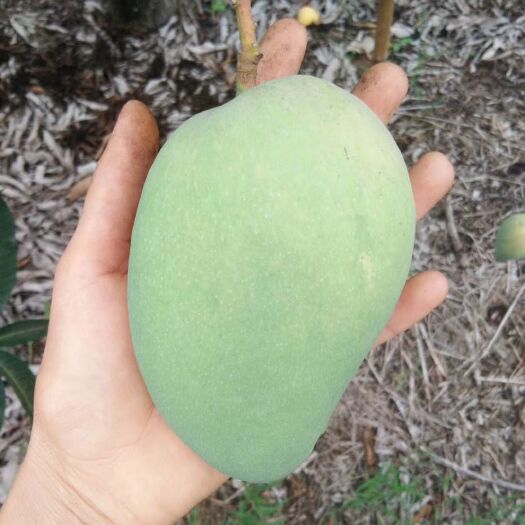 乐东县 芒果批发，代办