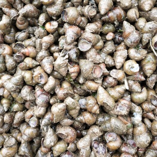 新沂市螺蛳 大量精品薄壳饲料螺