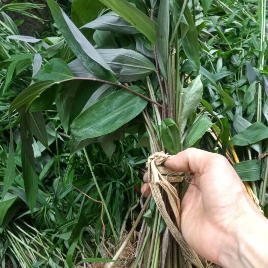 绥宁县大量供应黄精苗倒苗多花鸡头黄精种苗滇黄精苗