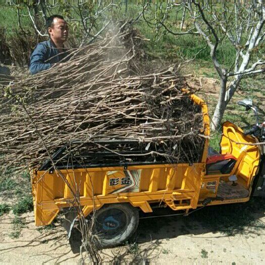 华阴市甜脆柿子苗 阳丰甜柿子
